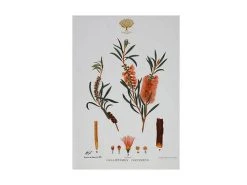 Royal Botanic Gardens Victoria Botanic Tea Towel 50x70cm Bottlebrush