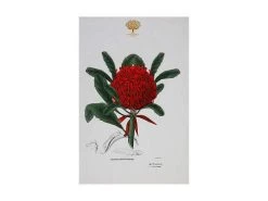 Royal Botanic Gardens Victoria Botanic Tea Towel 50x70cm Telopea