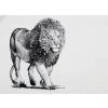 Marini Ferlazzo Tea Towel 50x70cm African Lion